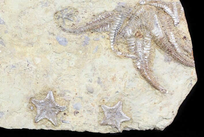 Plate Of Rare Cretaceous Starfish ( Types) - Morocco #54317